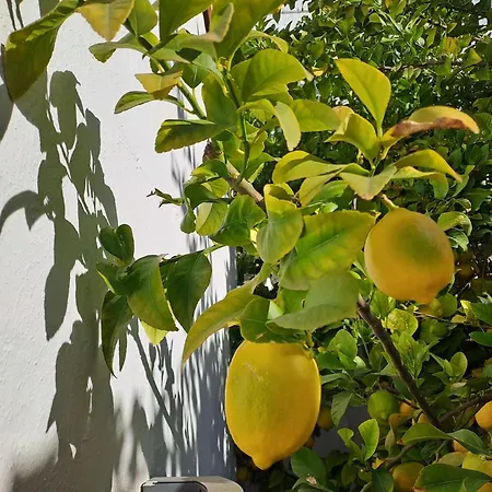 Appartement Casa Alhambra - Centro Historico Con Jardin Privado Grenade